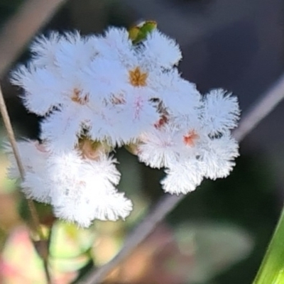 Leucopogon virgatus (Common Beard-heath) at Albury - 28 Aug 2021 by Fpedler