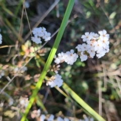 Leucopogon virgatus at West Albury, NSW - 28 Aug 2021