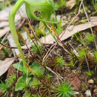 Pterostylis nutans (Nodding Greenhood) at Nail Can Hill - 15 Aug 2021 by Fpedler