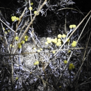 Pedionomus torquatus at Wanganella, NSW - suppressed