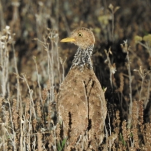 Pedionomus torquatus at Wanganella, NSW - suppressed