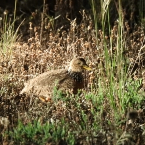 Pedionomus torquatus at Wanganella, NSW - suppressed