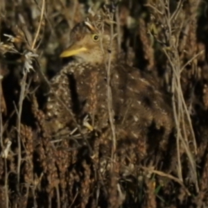 Pedionomus torquatus at Wanganella, NSW - suppressed