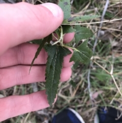 Pavonia hastata (Spearleaf Swampmallow) at Red Hill Nature Reserve - 26 Aug 2021 by Tapirlord