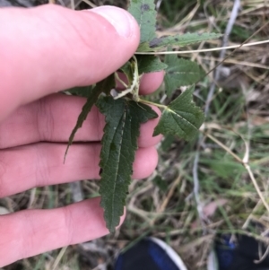 Pavonia hastata at Garran, ACT - 27 Aug 2021 02:37 AM