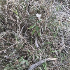 Pavonia hastata at Garran, ACT - 27 Aug 2021 02:37 AM