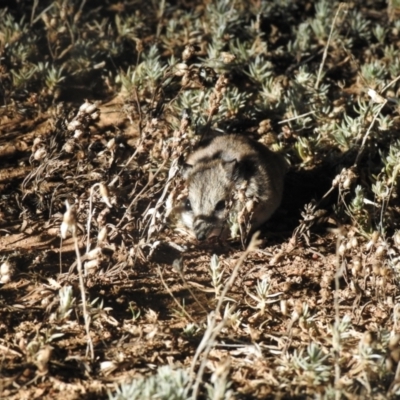 Sminthopsis crassicaudata (Fat-tailed Dunnart) at Wanganella, NSW - 14 Nov 2020 by Liam.m