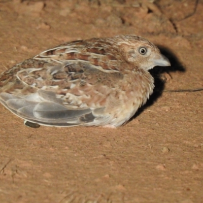 Turnix velox (Little Buttonquail) at Wanganella, NSW - 14 Nov 2020 by Liam.m