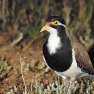 Vanellus tricolor at Wanganella, NSW - suppressed