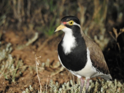 Vanellus tricolor (Banded Lapwing) at Wanganella, NSW - 14 Nov 2020 by Liam.m