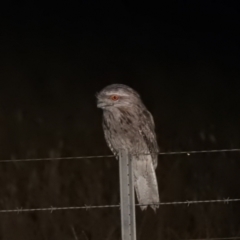 Podargus strigoides (Tawny Frogmouth) at Wanganella, NSW - 15 Nov 2020 by Liam.m