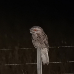 Podargus strigoides (Tawny Frogmouth) at Wanganella, NSW - 14 Nov 2020 by Liam.m