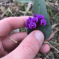 Hardenbergia violacea (False Sarsaparilla) at Garran, ACT - 27 Aug 2021 by Tapirlord