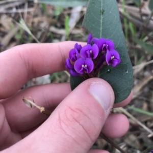 Hardenbergia violacea at Garran, ACT - 27 Aug 2021