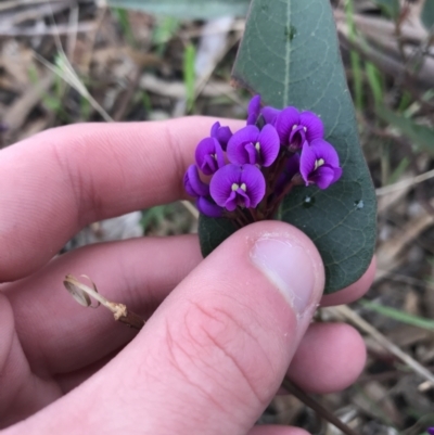 Hardenbergia violacea (False Sarsaparilla) at Red Hill Nature Reserve - 27 Aug 2021 by Tapirlord