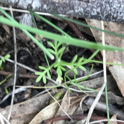 Cotula australis (Common Cotula, Carrot Weed) at Garran, ACT - 27 Aug 2021 by Tapirlord