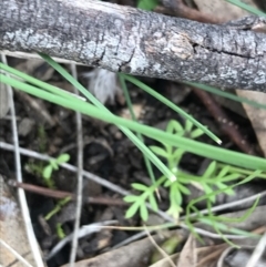 Cotula australis at Garran, ACT - 27 Aug 2021
