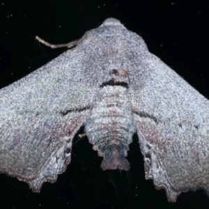 Amphiclasta lygaea at Ainslie, ACT - 26 Aug 2021