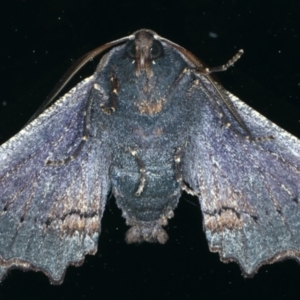 Amphiclasta lygaea at Ainslie, ACT - 26 Aug 2021