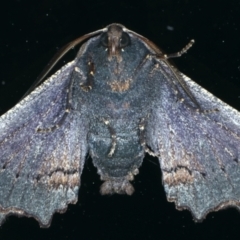 Amphiclasta lygaea at Ainslie, ACT - 26 Aug 2021