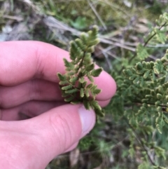 Cheilanthes sieberi (Rock Fern) at Red Hill Nature Reserve - 27 Aug 2021 by Tapirlord