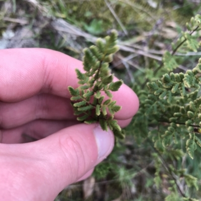 Cheilanthes sieberi (Rock Fern) at Red Hill Nature Reserve - 27 Aug 2021 by Tapirlord