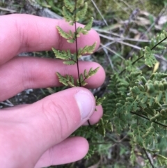 Cheilanthes sieberi at Garran, ACT - 27 Aug 2021 01:43 PM