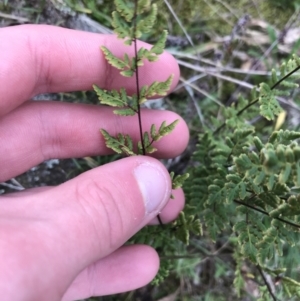 Cheilanthes sieberi at Garran, ACT - 27 Aug 2021