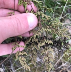 Cheilanthes sieberi at Garran, ACT - 27 Aug 2021