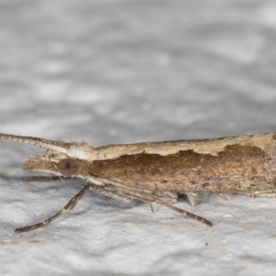 Plutella xylostella (Diamondback Moth) at Melba, ACT - 22 Aug 2021 by kasiaaus