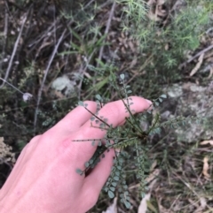Indigofera adesmiifolia (Tick Indigo) at Garran, ACT - 27 Aug 2021 by Tapirlord