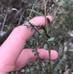 Indigofera adesmiifolia at Garran, ACT - 27 Aug 2021