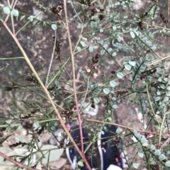 Indigofera adesmiifolia at Garran, ACT - 27 Aug 2021 01:45 PM