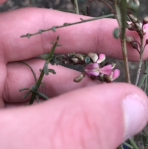 Indigofera adesmiifolia at Garran, ACT - 27 Aug 2021 01:45 PM