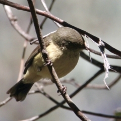 Acanthiza reguloides (Buff-rumped Thornbill) at Albury - 26 Aug 2021 by PaulF