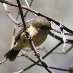 Acanthiza reguloides (Buff-rumped Thornbill) at Springdale Heights, NSW - 26 Aug 2021 by PaulF