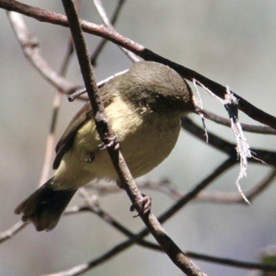 Acanthiza reguloides (Buff-rumped Thornbill) at Albury - 26 Aug 2021 by PaulF