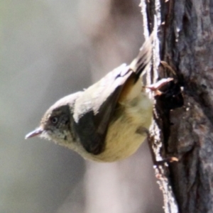 Acanthiza reguloides at Springdale Heights, NSW - 26 Aug 2021