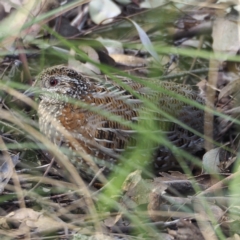 Turnix varius (Painted Buttonquail) at Downer, ACT - 28 Aug 2021 by David