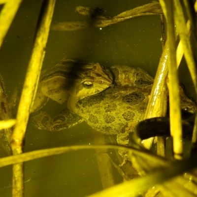 Crinia signifera (Common Eastern Froglet) at Lions Youth Haven - Westwood Farm - 27 Aug 2021 by HelenCross