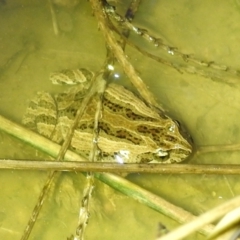 Crinia signifera at Kambah, ACT - 27 Aug 2021 09:41 PM