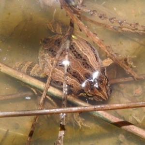 Crinia signifera at Kambah, ACT - 27 Aug 2021