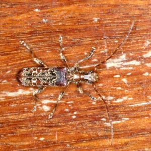 Tessaromma undatum at Ainslie, ACT - 26 Aug 2021 10:11 PM