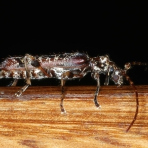 Tessaromma undatum at Ainslie, ACT - 26 Aug 2021 10:11 PM