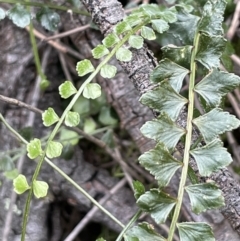 Asplenium flabellifolium (Necklace Fern) at Mount Majura - 28 Aug 2021 by JaneR