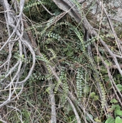 Asplenium flabellifolium at Majura, ACT - 28 Aug 2021