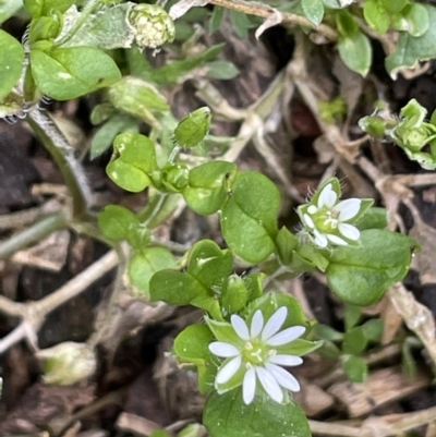 Stellaria media (Common Chickweed) at Mount Majura - 28 Aug 2021 by JaneR