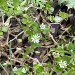 Stellaria media at Majura, ACT - 28 Aug 2021