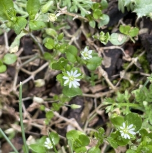 Stellaria media at Majura, ACT - 28 Aug 2021