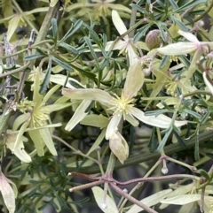 Clematis leptophylla (Small-leaf Clematis, Old Man's Beard) at Majura, ACT - 28 Aug 2021 by JaneR